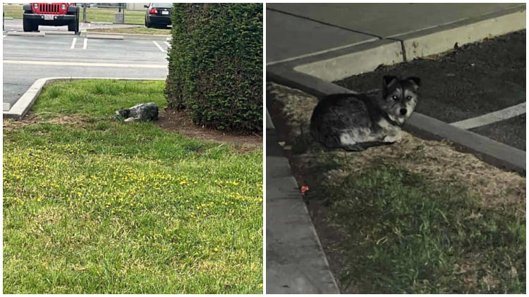 Poor Dog Refuses to Leave the Spot Where She Last Saw Her Family, Hoping for Her Family's Return