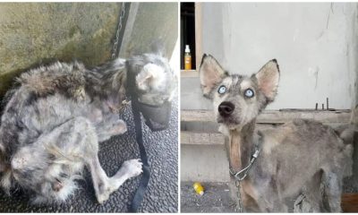 Poor Husky Found In Malnutrition and Starvation, Transformed Beyond Recognition in Just 12 Months