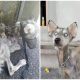 Poor Husky Found In Malnutrition and Starvation, Transformed Beyond Recognition in Just 12 Months