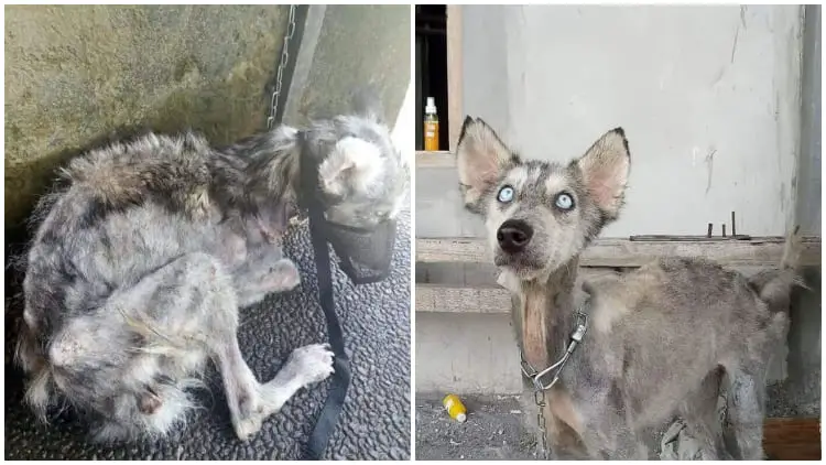 Poor Husky Found In Malnutrition and Starvation, Transformed Beyond Recognition in Just 12 Months