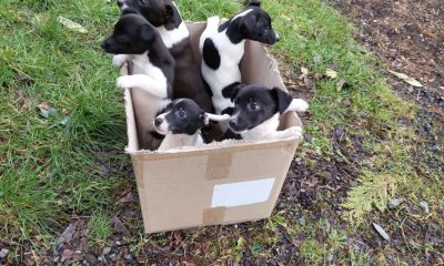 Puppies Sat in a Box by a Busy Road, Wishing for Someone to Notice Them