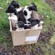 Puppies Sat in a Box by a Busy Road, Wishing for Someone to Notice Them