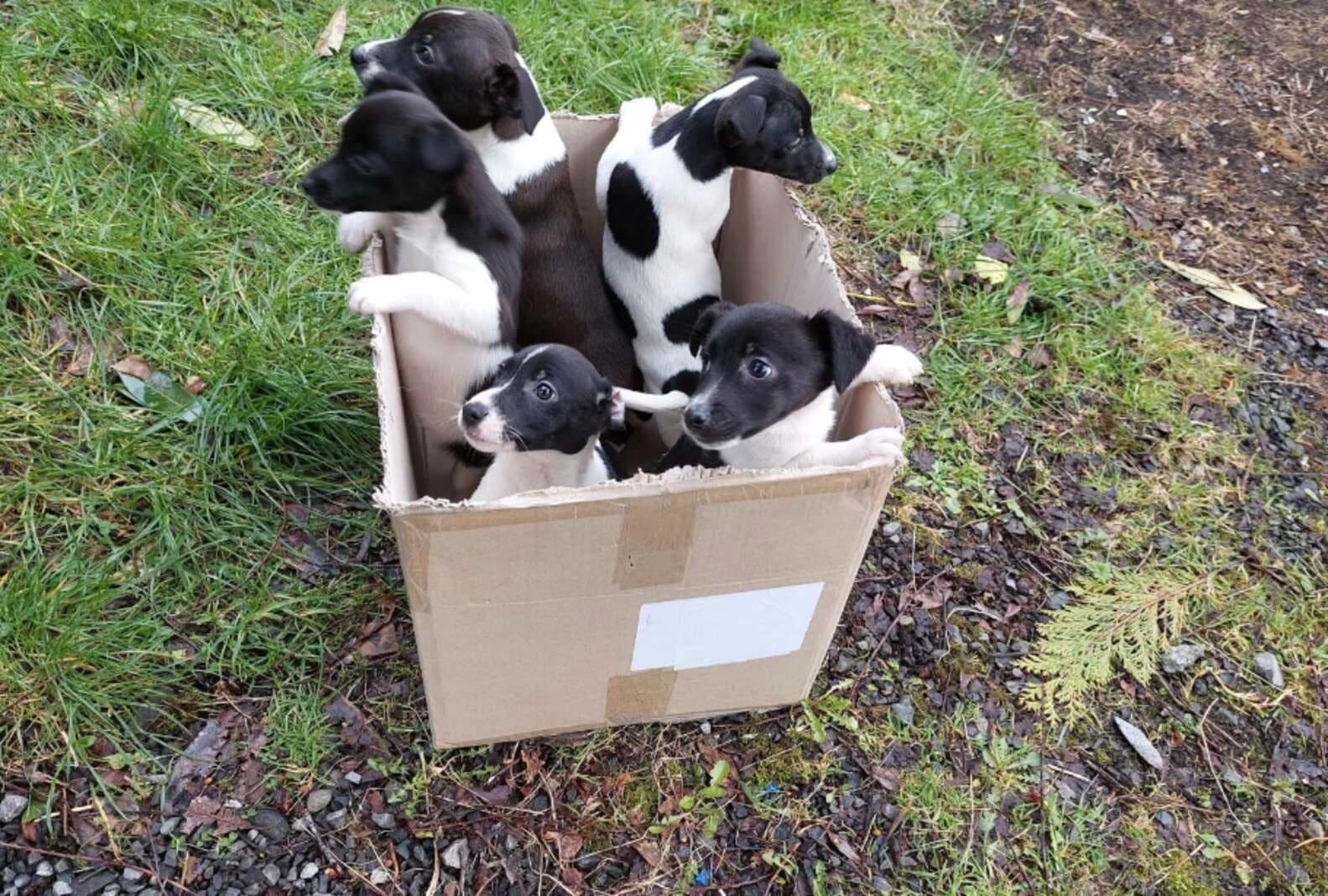 Puppies Sat in a Box by a Busy Road, Wishing for Someone to Notice Them