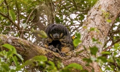 Rare Amazon Animal Sighted Alive In The First Time After 80-Year Absence