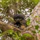 Rare Amazon Animal Sighted Alive In The First Time After 80-Year Absence