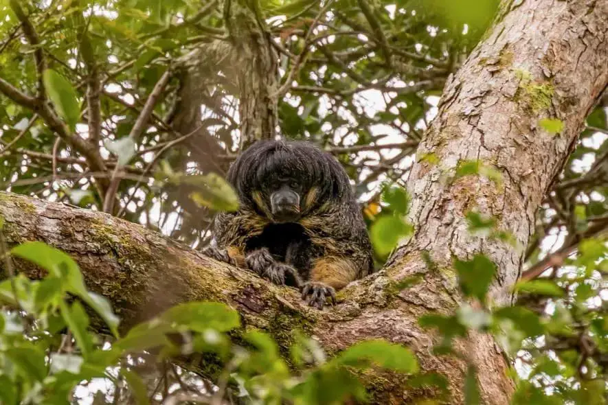 Rare Amazon Animal Sighted Alive In The First Time After 80-Year Absence