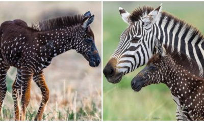 Rare Baby Zebra Born with Dots Instead of Stripes – Historic First!