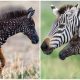 Rare Baby Zebra Born with Dots Instead of Stripes – Historic First!