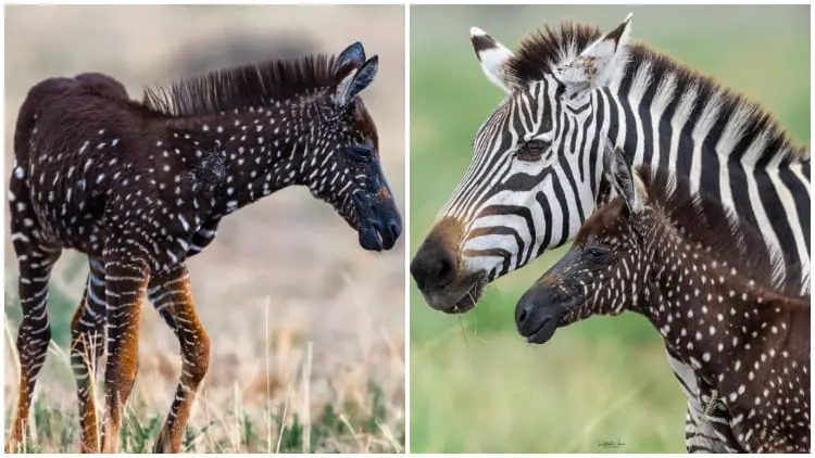 Rare Baby Zebra Born with Dots Instead of Stripes – Historic First!