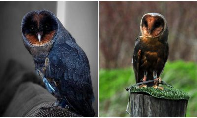 Rare Discovery The Incredibly Uncommon Black Barn Owl - A 1 in 100,000 Species