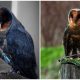 Rare Discovery The Incredibly Uncommon Black Barn Owl - A 1 in 100,000 Species