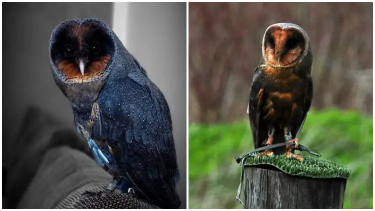 Rare Discovery The Incredibly Uncommon Black Barn Owl - A 1 in 100,000 Species