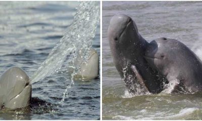 Rare Irrawaddy Dolphins Jumping Out of Water In Indonesia Making Surprising Sence