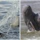 Rare Irrawaddy Dolphins Jumping Out of Water In Indonesia Making Surprising Sence