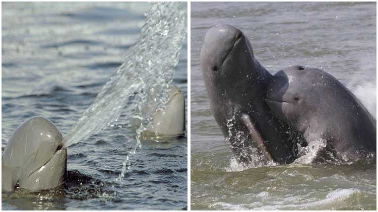 Rare Irrawaddy Dolphins Jumping Out of Water In Indonesia Making Surprising Sence