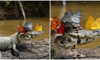 Rare Photo Captures Caiman Wearing Butterfly Crown in the Amazon