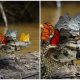 Rare Photo Captures Caiman Wearing Butterfly Crown in the Amazon