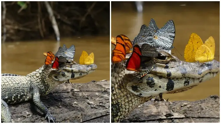 Rare Photo Captures Caiman Wearing Butterfly Crown in the Amazon