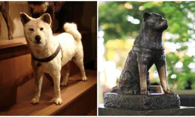 Rare Pictures of Hachiko - The World's Most Famous Dog Known for His Unwavering Loyalty to His Deceased Owner