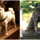 Rare Pictures of Hachiko - The World's Most Famous Dog Known for His Unwavering Loyalty to His Deceased Owner