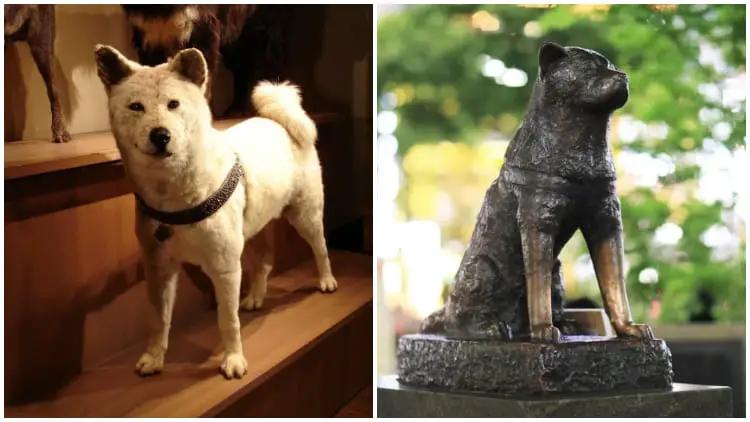 Rare Pictures of Hachiko - The World's Most Famous Dog Known for His Unwavering Loyalty to His Deceased Owner