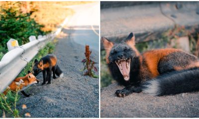 Rare 'Red Arctic Fox' Delights in Striking Poses for a Friendly Photographer