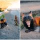 Rare 'Red Arctic Fox' Delights in Striking Poses for a Friendly Photographer