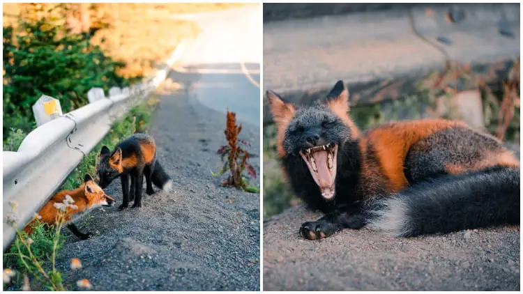 Rare 'Red Arctic Fox' Delights in Striking Poses for a Friendly Photographer