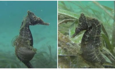 Rare Video Captures The Incredible Moment A Male Seahorse Gives Birth In Its Natural Habitat