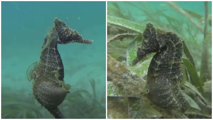 Rare Video Captures The Incredible Moment A Male Seahorse Gives Birth In Its Natural Habitat