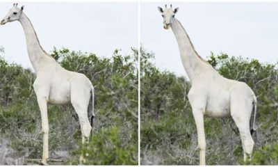 Rare White Giraffes Spotted in Kenya, The Incredible Video Shows Unprecedented Sight