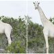 Rare White Giraffes Spotted in Kenya, The Incredible Video Shows Unprecedented Sight