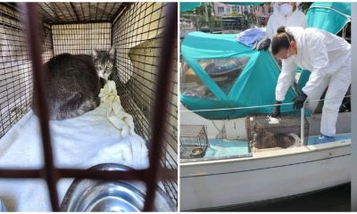 Rescued Cat On Sailboat After His Owner Passed Away