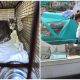 Rescued Cat On Sailboat After His Owner Passed Away