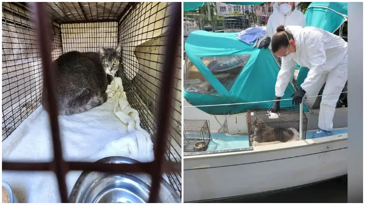 Rescued Cat On Sailboat After His Owner Passed Away