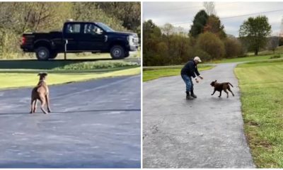 Rescued Dog Patiently Waits Outside All Day For Her Hero To Return From Work