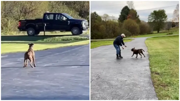 Rescued Dog Patiently Waits Outside All Day For Her Hero To Return From Work