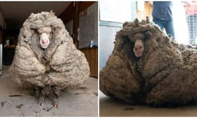 Rescued Sheep Transformed with Grooming, Unrecognizable After Incredible Makeover