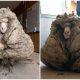 Rescued Sheep Transformed with Grooming, Unrecognizable After Incredible Makeover