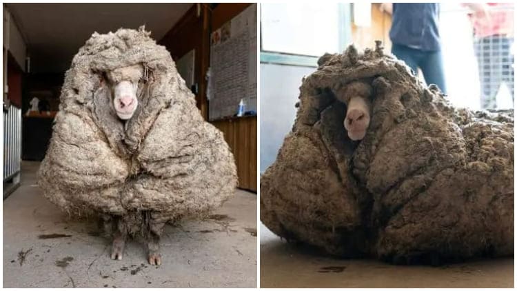 Rescued Sheep Transformed with Grooming, Unrecognizable After Incredible Makeover