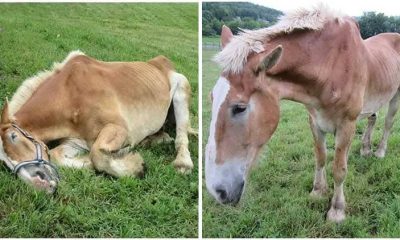 Rescuer Saves Weak Elderly Horse Who Couldn't Stand