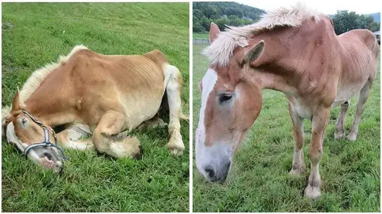 Rescuer Saves Weak Elderly Horse Who Couldn't Stand