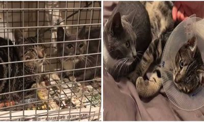 Rescuer Shows Empathy for Feral Cats by Lovingly Saving Her and Her Sick Brother Together