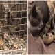 Rescuer Shows Empathy for Feral Cats by Lovingly Saving Her and Her Sick Brother Together