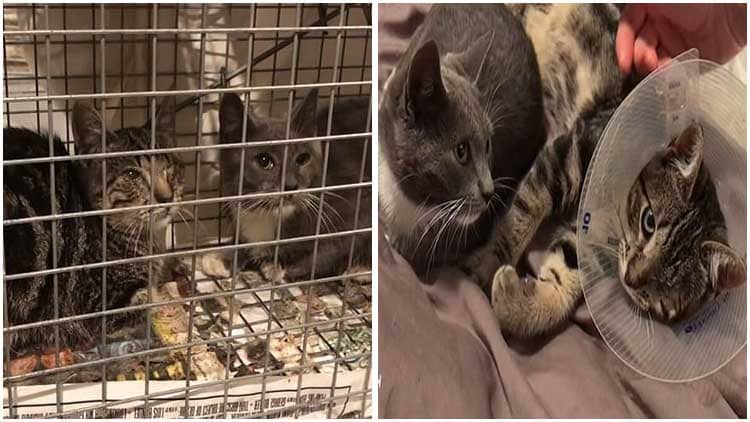 Rescuer Shows Empathy for Feral Cats by Lovingly Saving Her and Her Sick Brother Together