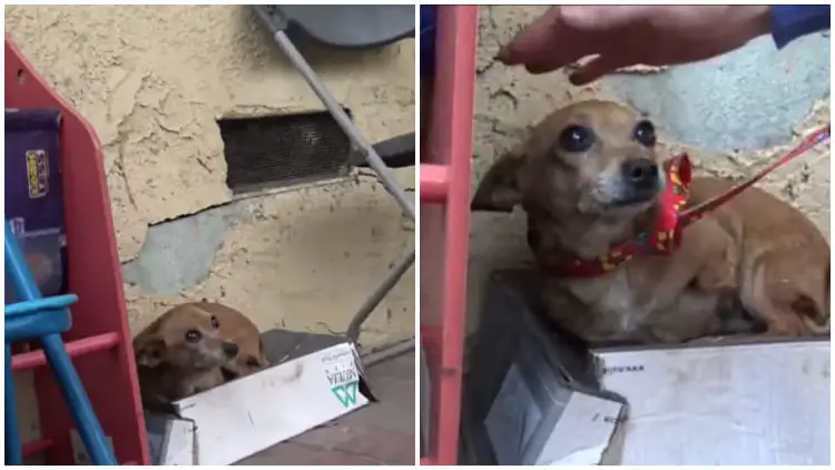 Rescuers Find Heartbreaking Truth When They Lift Abandoned Puppy from Shoebox