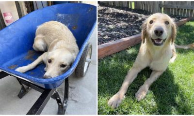 Rescuers Save Puppy in Wheelbarrow from Euthanasia Room Just in Time