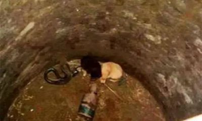 Rescuers Shocked After Saving Two Small Puppies Trapped with a Cobra for 48 Hours