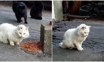 Rescuers Successfully Save Feral Cat Who Avoided Humans for Many Years