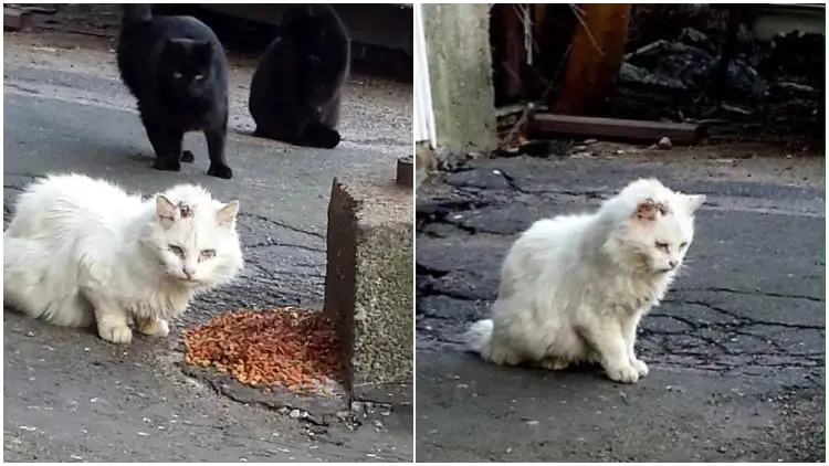 Rescuers Successfully Save Feral Cat Who Avoided Humans for Many Years